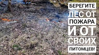 Негодяйства одного дня. Мимопроходимы поджигатели и собаки-злодеяки