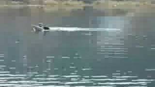 snake fish catch rc fishing boat