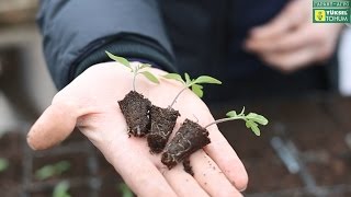 Не гонимся за возрастом рассады томата. Оптимальные сроки посева