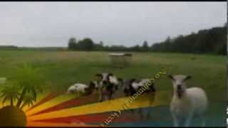 The Silence Of The Lambs - Milczenie Owiec