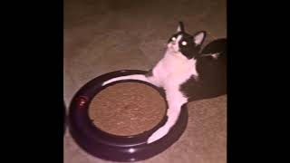 Cursed Cats edit