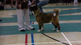 hirukos miss atta tude at a show