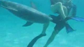 femme agressé par un dauphin
