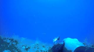 φαγκρι  1.000  karteri 37m