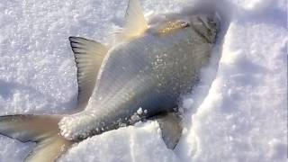 Ловля леща на комбайн/Zimagor TV (Fishing in Siberia)