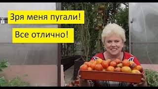 Обустройство теплицы. Утепление теплицы Пеноплэксом. Собираю урожай томатов, подвожу итоги.