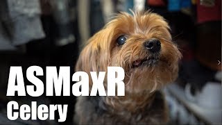 ASMR: Max eats celery