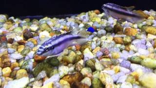 Species Spotlight - AO Kribs (Kribensis)- Episode 13