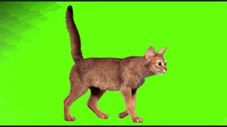 Cat ? cat walk