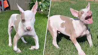 Tiny pup knuckles over after growing too fast