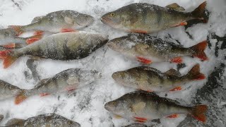Окунь зимой на Ладоге, рыбалка космос в Назии, зимняя рыбалка, perch fishing