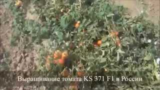 Cемена Китано. Выращивание томата KS 371 F1