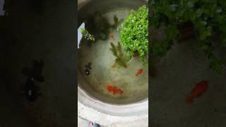 ปลาทองในบ่อซีเมนต์ไม่ใช้อ๊อกก็อยู่ได้นะเอ่อ goldfish