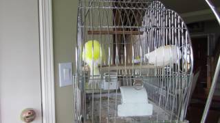German Roller Canaries