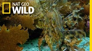 Beauties & Beasts | Wild 24