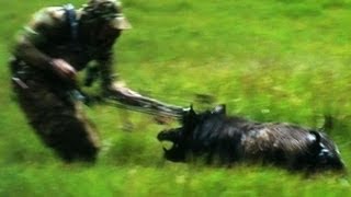 Bow Hunting Pigs "Cranky Boars & Bows"
