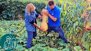 Мускатная тыква от посадки до уборки урожая Выращивание тыквы по технологии Гордеевых