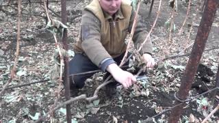 Обрезка многолетнего куста винограда. Замена старого рукава. Виноград 2015.