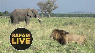 safariLIVE - Sunset Safari - July 30, 2018