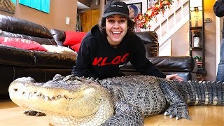 SURPRISING FAMILY WITH GIANT ALLIGATOR!!