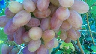 как удалять пасынки на винограде