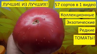 Сорта томатов. Характеристика томата и фото. 57 лучших сортов коллекционных томатов.