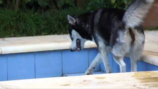 Husky dog - Serious poop problem