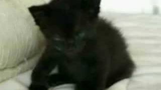 THE BEST CAT VIDEO YOU'LL EVER SEE