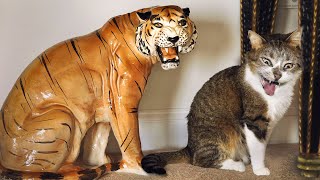 Funny Cats And Dogs Reactions ???? Try Not To Laugh ????