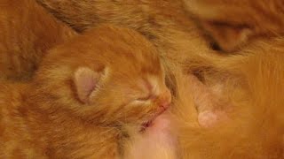 OMG! Newborn kittens drinking milk from mom (SUPER CUTE!!!)