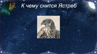 К чему снится Ястреб (Сонник)