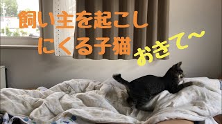 【猫 寝起き】はやく遊んで！と起こしにくる子猫