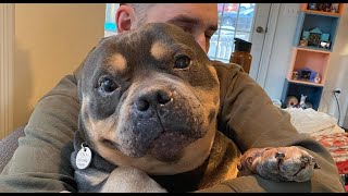 Earless dog looks like a giant seal pup