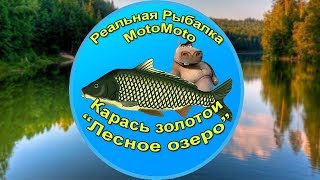 Как поймать Золотого карася на Лесном озере | Реальная рыбалка