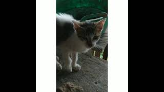 ANAK KUCING & AYAM GANTIAN MAKAN. #Shorts