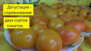 Самый сладкий томат нашелся! Победил в соревновании на сладость!