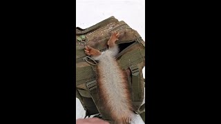 Белка сама знает, где взять орех / The squirrel itself knows where to get a nut