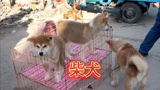 农村狗市上很罕见的日本柴犬，长相呆萌其实很凶悍
