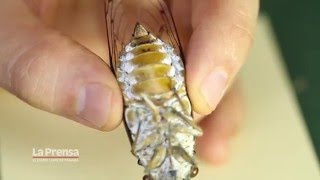 Tiempo de cigarra