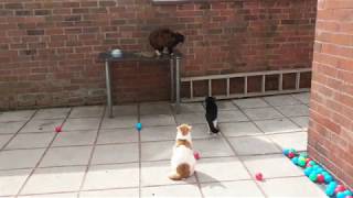 My Cats Approach Stray Cat That Came Into The Garden | 4K