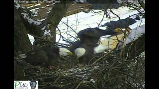 Male bald eagle catches fish at Pittsburgh Hays nest, 1/31/2014