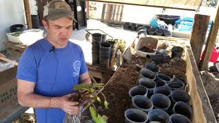 Planting a bare root water lily