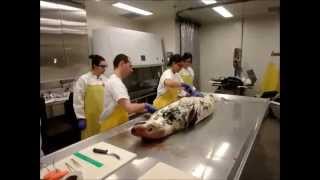 Postmortem examination on a grey seal