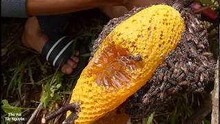[Honey bee hunting] Eating the honey