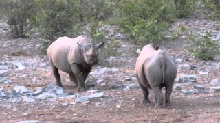 Rhinos in Etosha (Namibia)