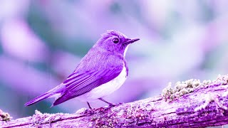 Positive Vibe | 528Hz Miracle Music | Enhance Positive Energy | Ancient Frequency Healing Music