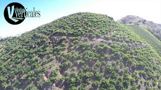 Viñedos Verticales, Sierras de Málaga, Spain. drone 4K