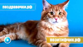 Кот громко мяукает - прикол над своим котом ))