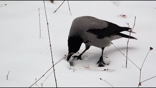 Вороны тоже делают нычки / Crows also hide nuts