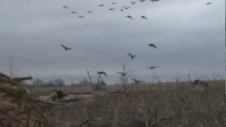 Habitat Flats/RNT-V Canada Goose Hunt